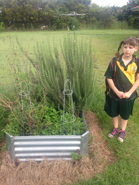 Pictured, smol child, large rosemary