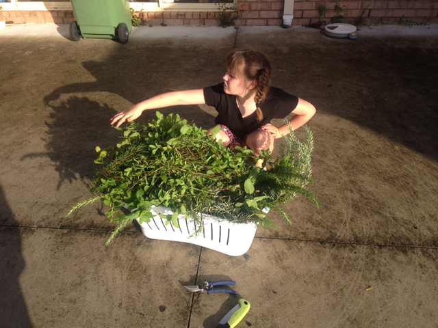 Chaos showing off a washing basket full of cut herbs